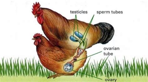 Fertilizing the Egg. In order for a chicken’s egg to become fertilized, it must come into contact with a rooster’s sperm. This occurs when the rooster mates with the hen. The sperm enters the hen’s oviduct, where it can fertilize the egg. This process can take as little as 20 minutes to complete. 